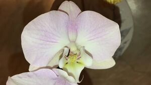 Орхидеи тут же отзываются пышным цветением на две натуральные и недорогие подкормки