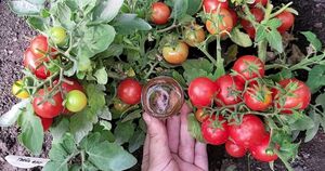 4 шага и 2 подкормки, которые помогут вырастить отменный урожай томатов