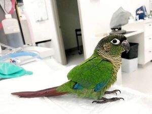 Ветеринар смог вернуть попугаю обрезанные крылья и теперь птица может снова летать