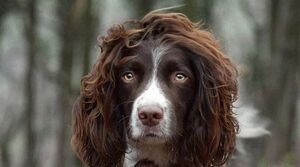 Очаровательный пес с “волосами”