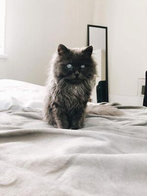 Слепой кот Мерлин, завладел Интернетом благодаря своим белым глазам