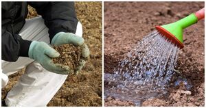 Обеззараживание почвы в конце сезона — уничтожьте инфекцию в почве на корню