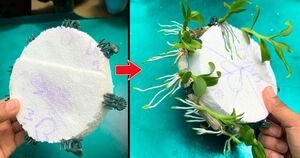 Самый простой способ размножения орхидеи дендробиум, который только можно предствить