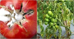 Должен знать каждый огородник: какие томаты можно есть, а какие являются крайне опасными для человека