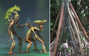 Деревья, которые умеют ходить: где они растут и как далеко сособны уйти на своих ногах-ходулях