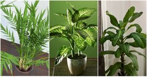 7 комнатных растений, которые могут нести опасность для взрослых, детей и питомцев