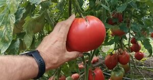 Из семян таких томатов ничего хорошего не вырастит: правильно подготовленные семена, вот на что нужно обратить внимание