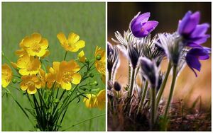 6 ядовитых полевых цветов, которые лучше обходить стороной