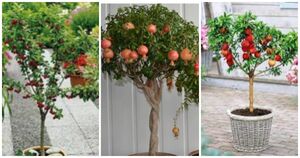 15 карликовых фруктовых деревьев, которые можно выращивать в помещении
