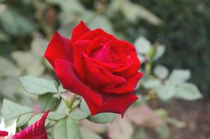 15 лучших сортов роз Тантау