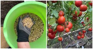 Чтобы после томатов почва была здоровой и питательной, сразу посейте эти семена