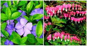 14 цветов в моём саду, которые не уничтожили ни дождь, ни холод. Удивительная живучесть и красота