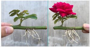 Размножьте розы в воде. Через месяц черенок весь в корнях
