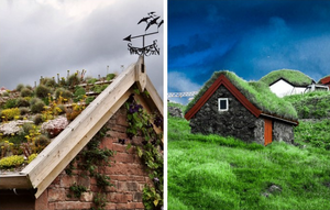 Единственная страна, где люди специально высаживают траву и другие культуры на крыше своих домов