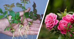 Нетривиальный способ выращивания роз из бутонов: на вашем участке будут расти самые красивые розы
