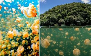 Как появилось в Тихом океане Озеро медуз, и стоит ли плавать в такой компании