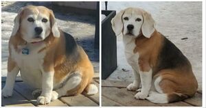 Эти собаки смогли похудеть! «До» и «После» четвероногих друзей, которым пришлось сесть на диету