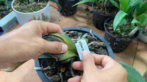 Как помочь орхидеям с загнившими листьями