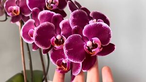 Подкормите орхидею осенью, чтобы она цвела как никогда