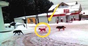 В Ижевске волонтеры три дня пытались поймать розовую собаку
