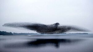 Просто невероятная работа фотографов — большая стая скворцов приняла форму гигантской птицы над озером
