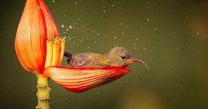 Фотограф дикой природы запечатлел крошечную птичку, использующую лепесток цветка в качестве ванны