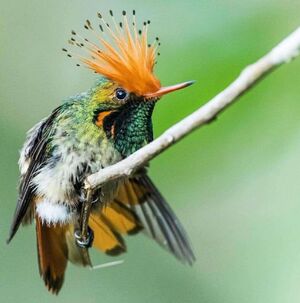 Знакомтесь, красночубая кокетка — уникальная маленькая колибри