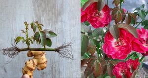 Узнала у соседки секрет черенкования роз, оказывается важна правильная подготовка черенков