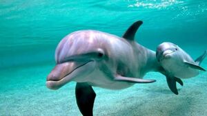 Если дельфины такие умные, то почему они не построили свою цивилизацию?