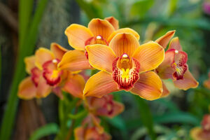 Уход за орхидеей осенью: все правила