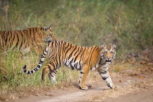 Популяция тигров, живущих в дикой природе в Индии, увеличивается!