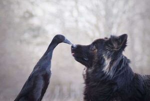 Трогательная дружба собаки и утки