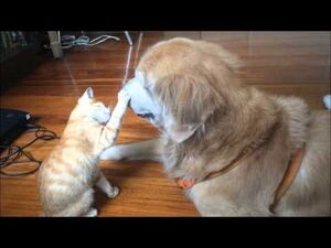 Необыкновенная дружба котенка с собакой!