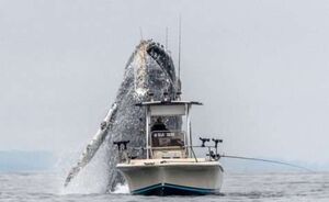 Поразительные фотографии: невероятный прыжок гигантского кита рядом с рыбаком