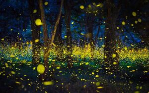 “Живые фонарики” находятся под тройной угрозой вымирания и мы можем скоро не увидеть светлячков