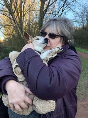 Доброе сердце медсестры спасает собак, которые прожили тяжелую жизнь прежде чем попасть в собачий хоспис “Серая морда” в Мэнсфилде, Англия