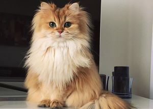 Встречайте Смузи — самую фотогеничную кошку на свете