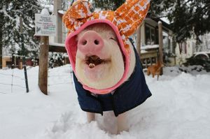 Свинка надевает чудесную шляпу, когда выходит на улицу.