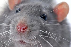 Удивительный случай о крысе, которая пришла на помощь!