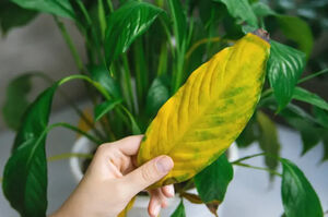 Основные причины пожелтения листьев фиалки и способы реанимации растения