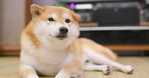 Очаровательная Сиба Ину: 8 поразительных фактов об этих очаровательных щенках!