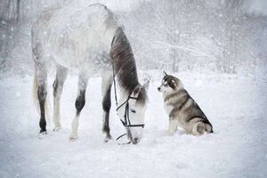 Невероятная дружба между лошадью и хаски
