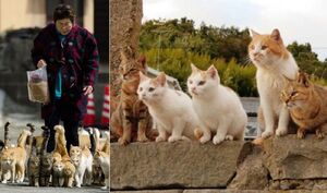 Как появился кошачий рай на японском острове Тасиро, и Почему местные жители рады толпам мурлык