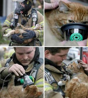 Пожарные, спасающих кошек: 23 трогательные фотографии