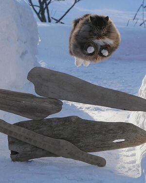 Познакомьтесь с милыми финскими кошечками, которые просто обожают зиму!