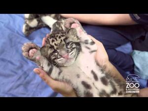 Необычные котята леопарда в заботливых человеческих руках