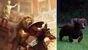 Как учёные узнали, что таксы были бойцовыми собаками в римском Колизее