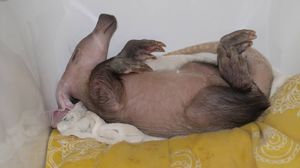 Спасенная малышка трубкозуба, которая потеряла маму, решила что она — собака!