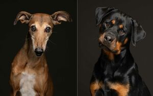 Фотохудожник создаёт пронзительные портреты породистых собак, которых бросили хозяева