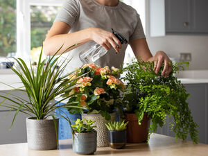 5 опасных растений, которым не место в вашей квартире